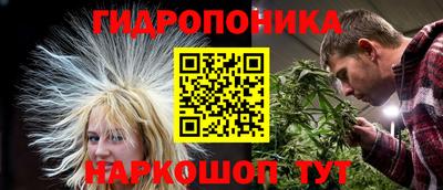 шишки Изобильный